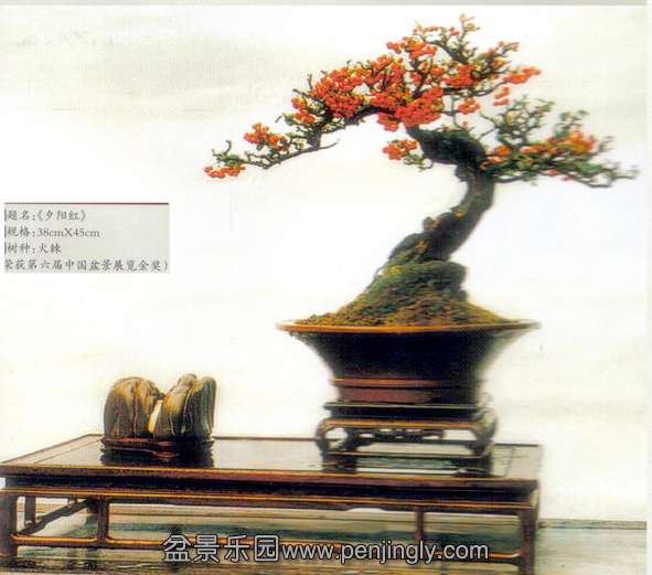 高祥盆景艺术-火棘.jpg