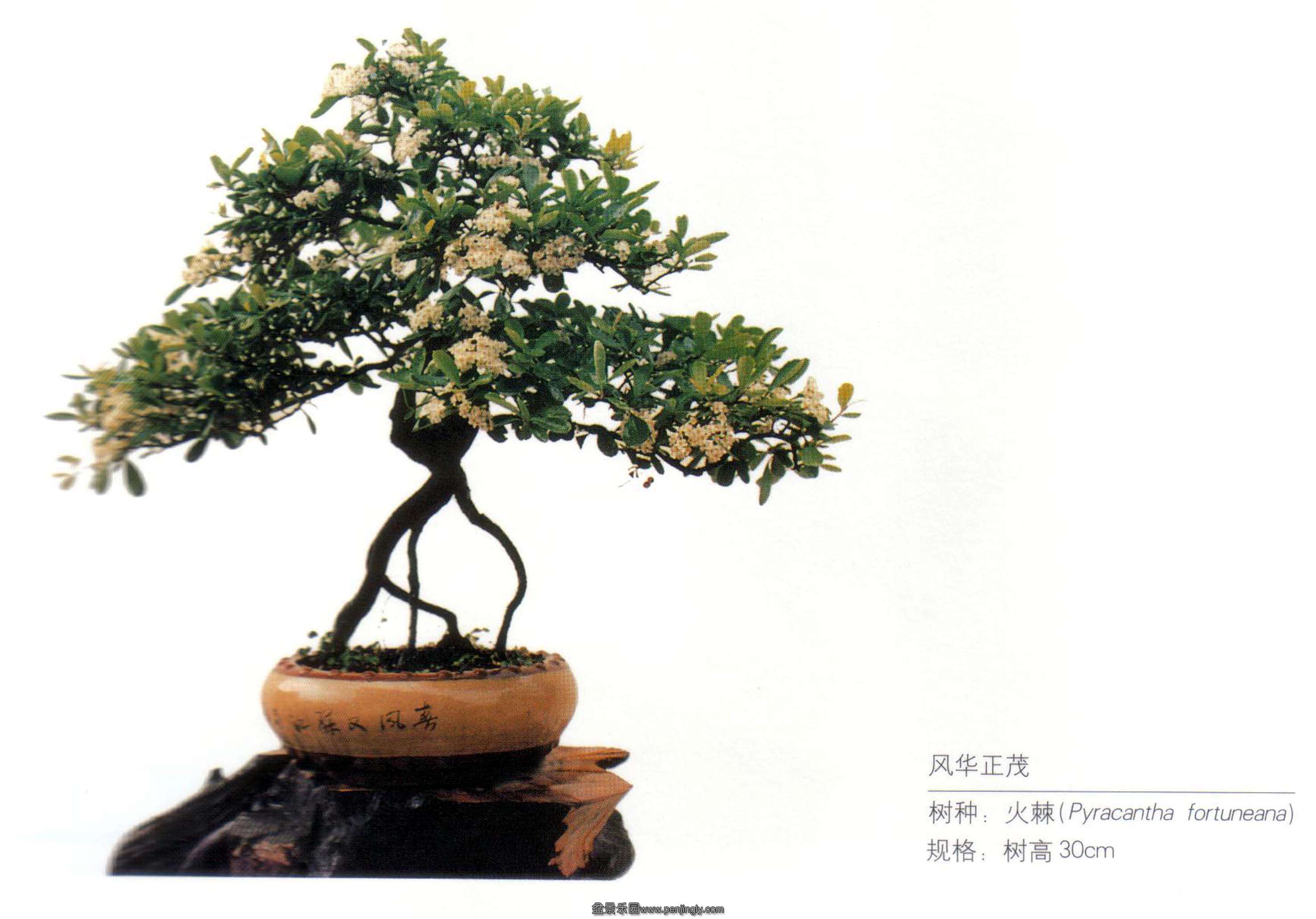 苟贤良《风华正茂》火棘.jpg