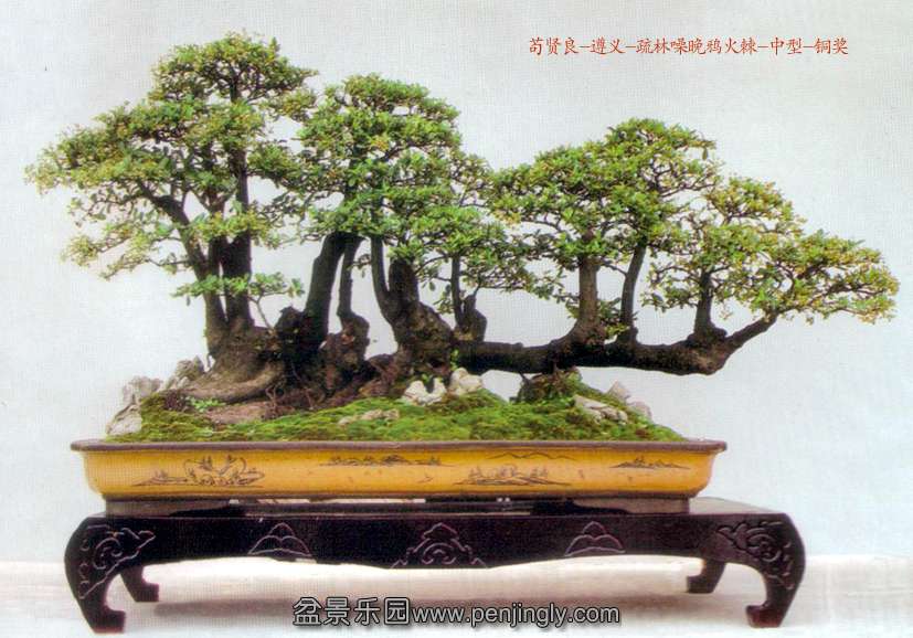 苟贤良-遵义-疏林噪晚鸦火棘-中型-铜奖.jpg