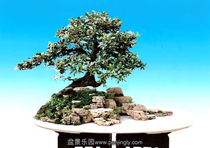 贵阳省风景园林学会-苗岭金秋 火棘、千层石.jpg