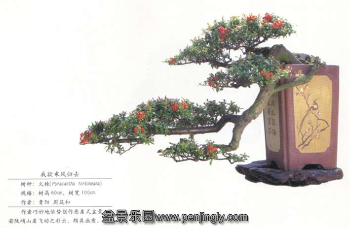 贵阳周筑和《我欲乘风归去》火棘.jpg