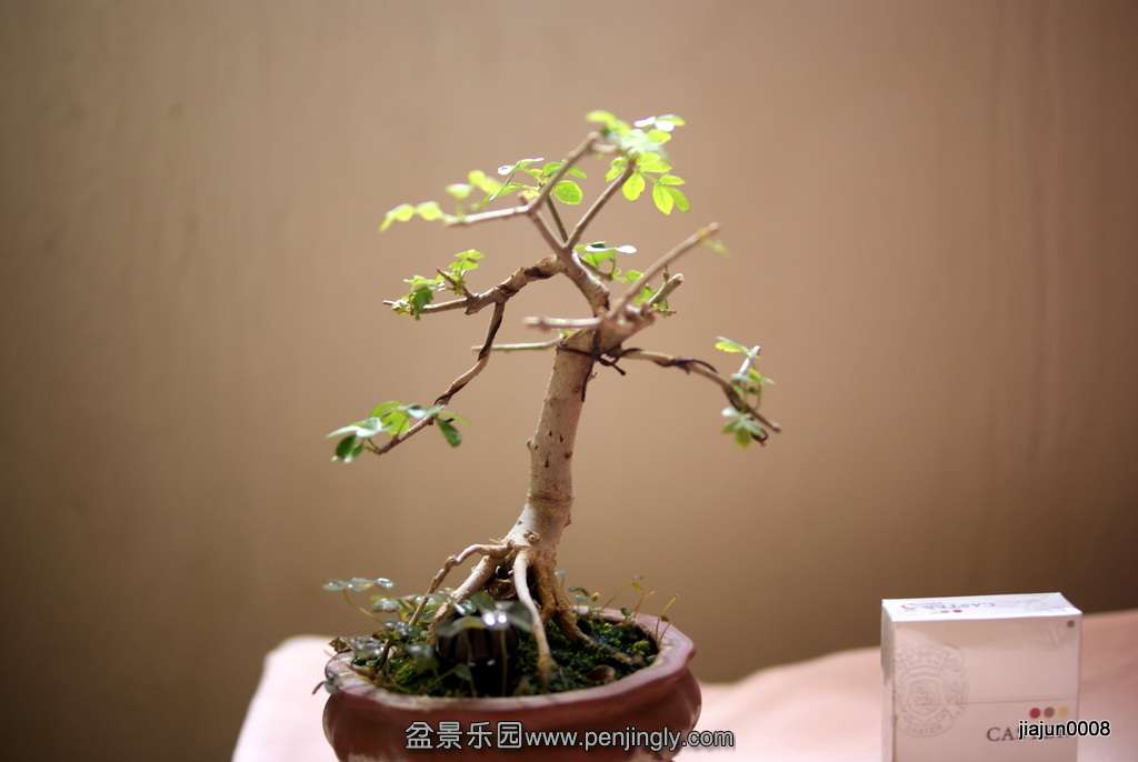 DSC08156.JPG