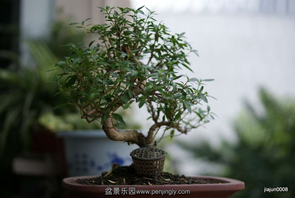 DSC08172.JPG