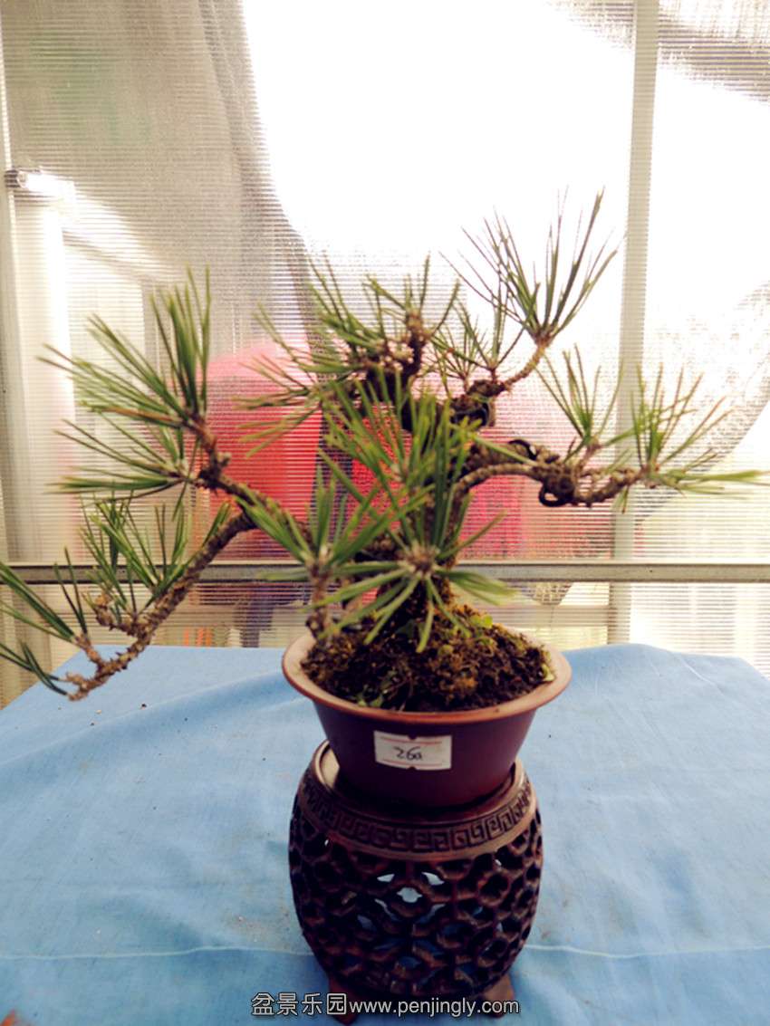 DSCN1724_.jpg