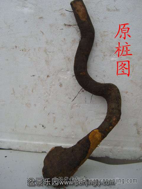 乌柿寻宝金弹子3_副本.jpg
