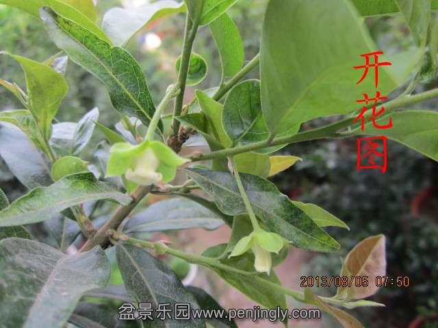 IMG_2008_副本.jpg