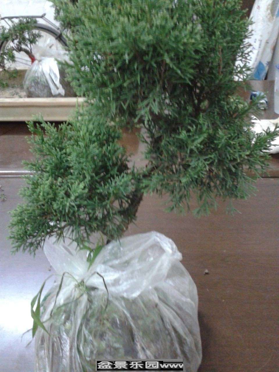 市场上买的几十块的商品小真柏 
