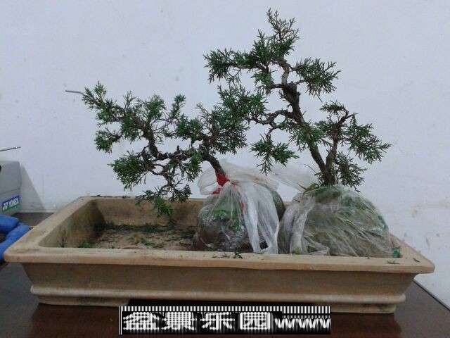 简单绑扎后 确定大概的方位