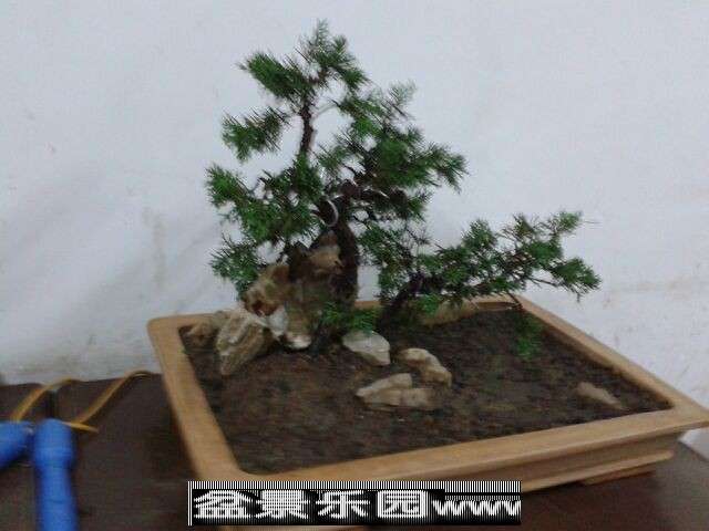 配成简单的林子