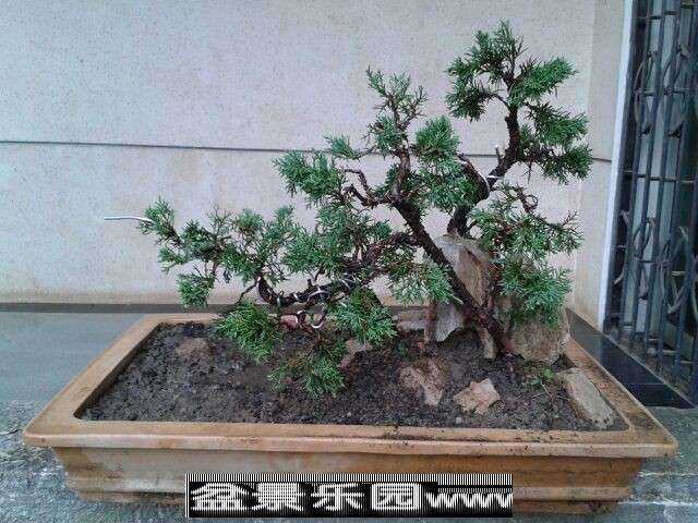 侧面