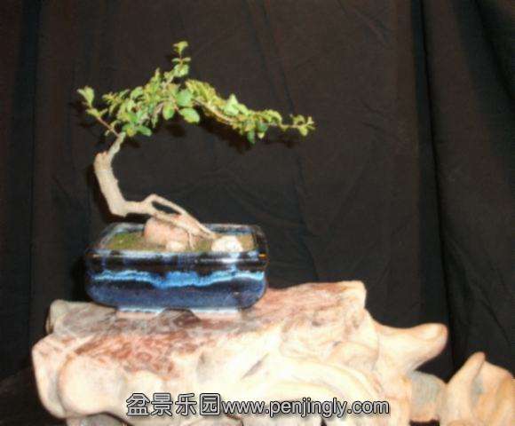 DSCF2154.jpg