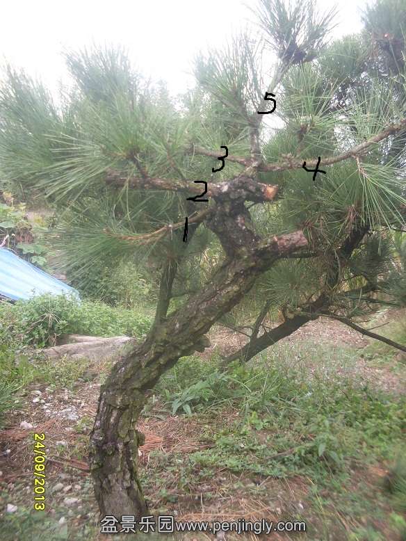 SDC10775.JPG