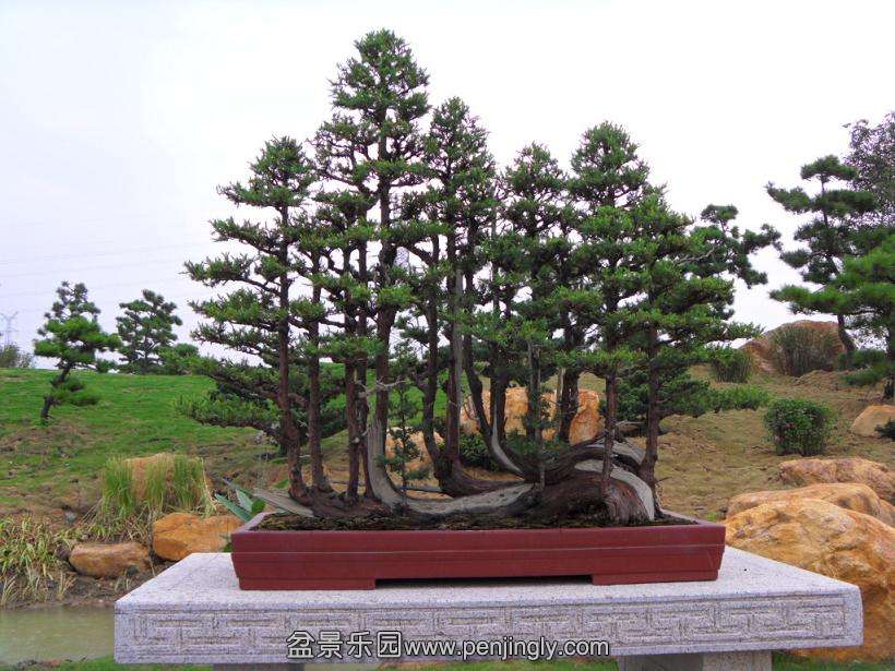 SDC12775.JPG