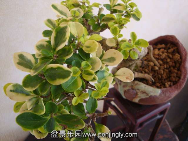 DSC05731.JPG
