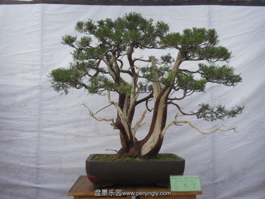 SDC17742.JPG