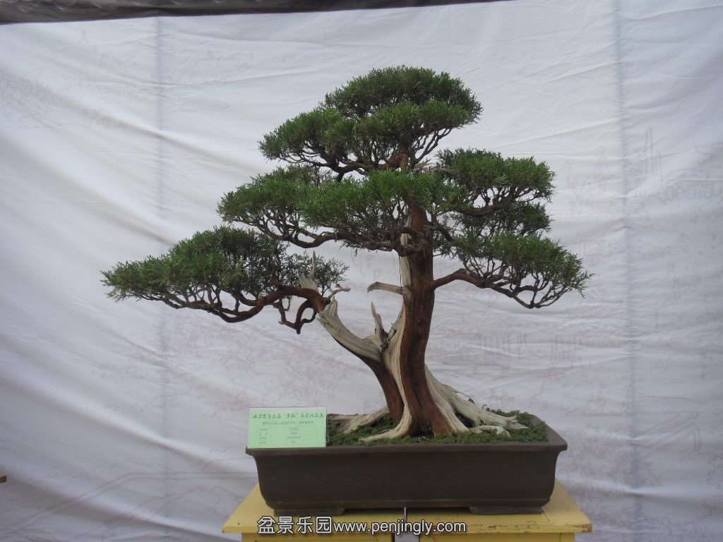 SDC17743.JPG