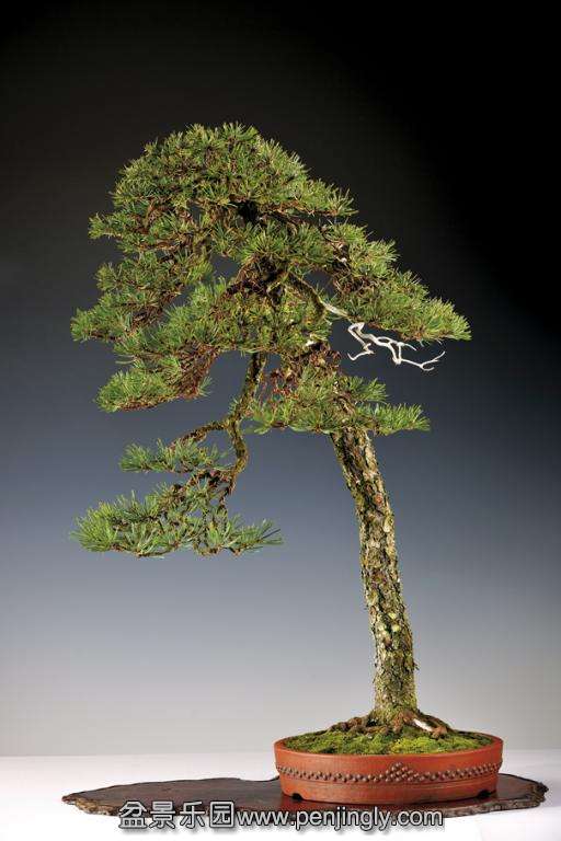 image_1113_gallery-various-bonsai.jpg