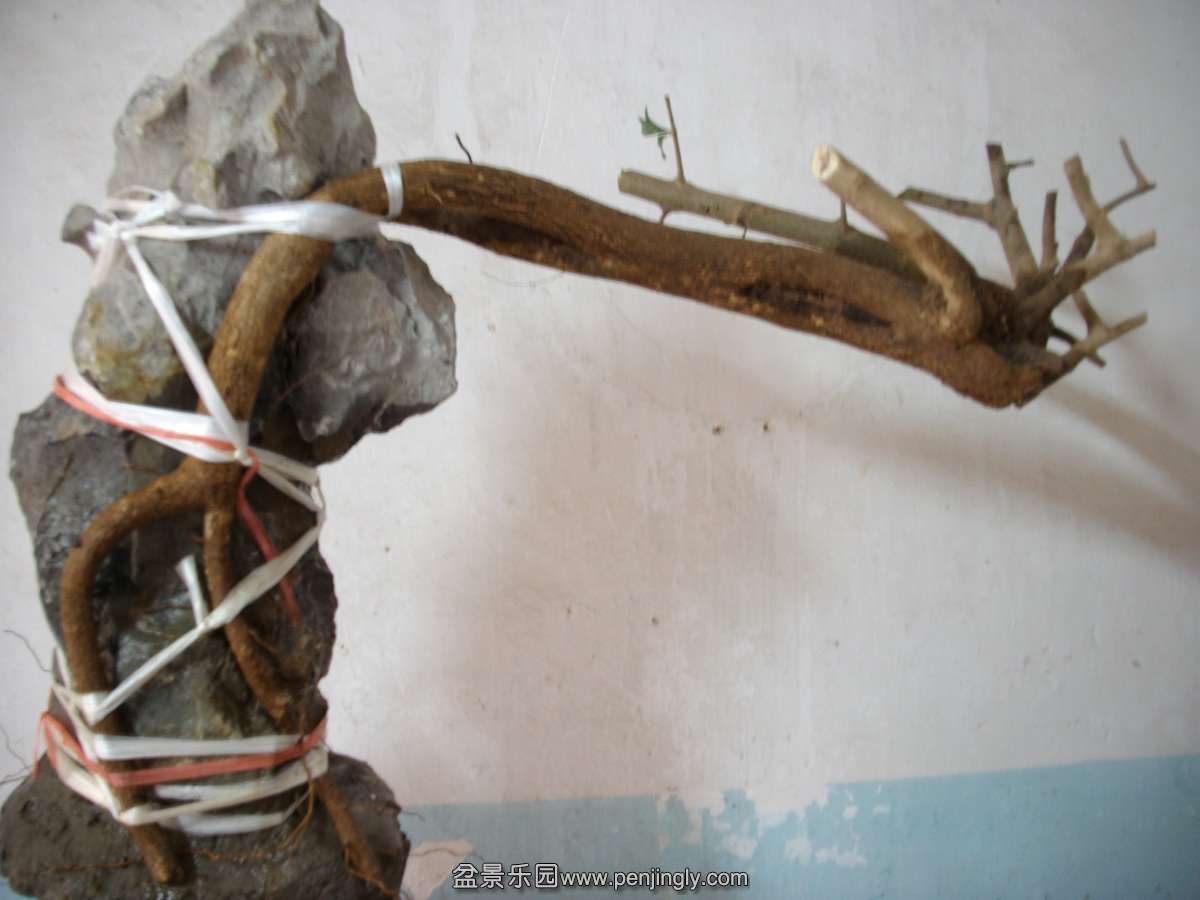 SANY0909.JPG