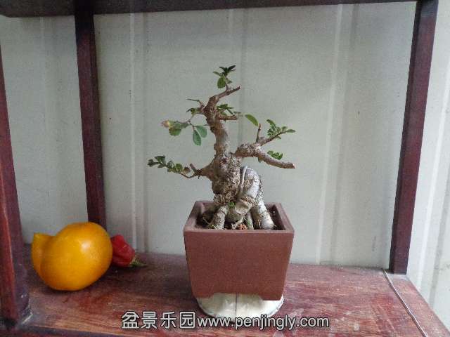 DSC00305.JPG
