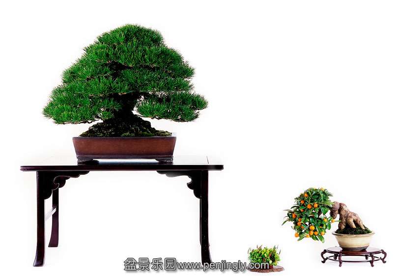 image_1347_shohin-bonsai-of-japan.jpg