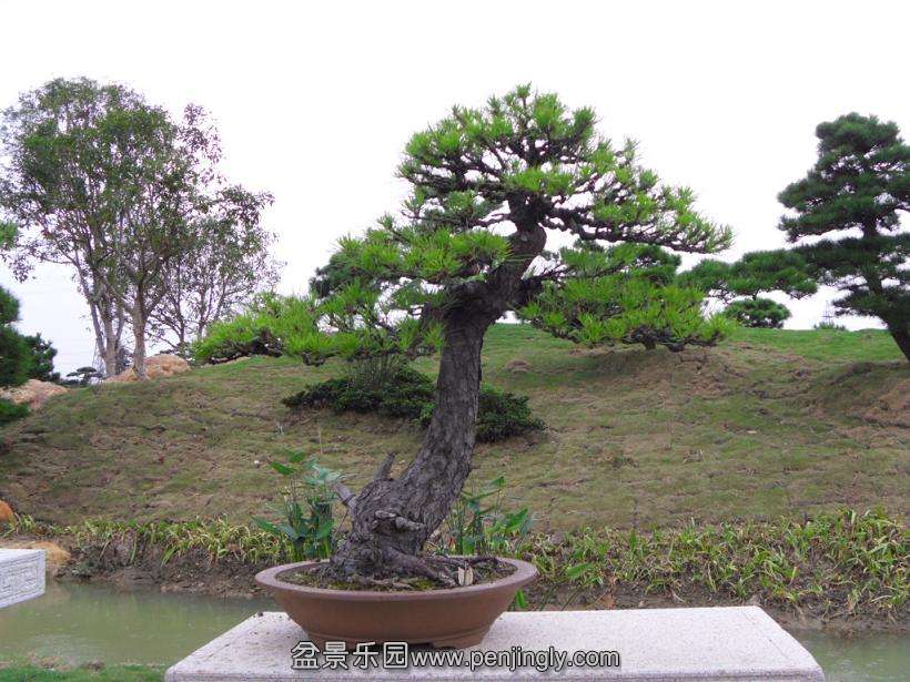 SDC12774.JPG
