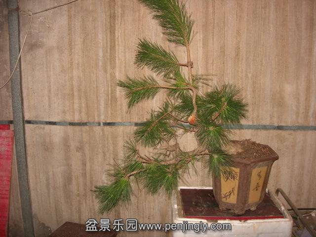 DSCN59910001.JPG