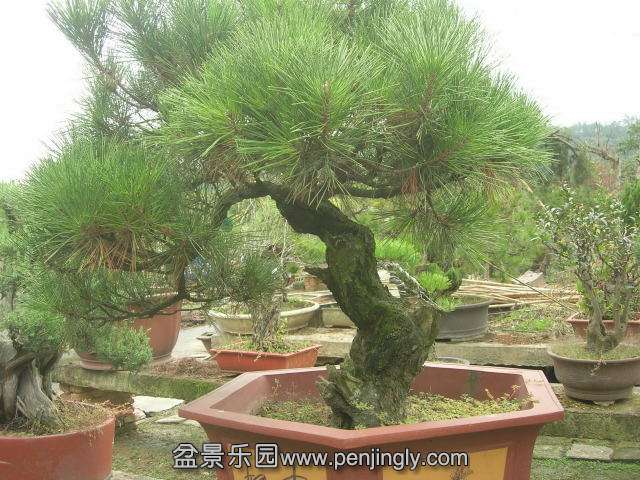 DSCN59770001.JPG