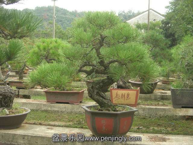 DSCN59090001.JPG
