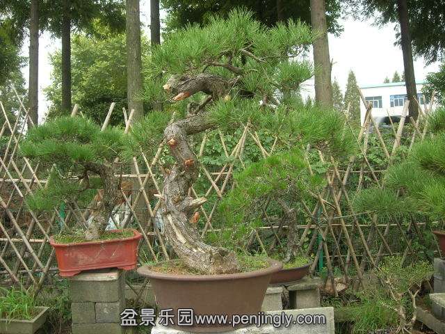 DSCN59000001.JPG