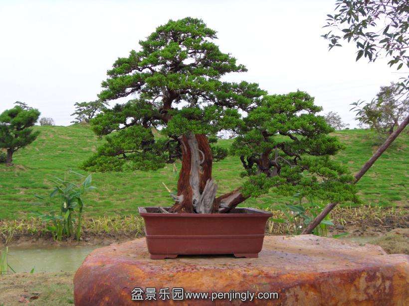 SDC12779.JPG