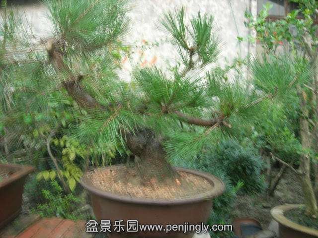 DSCN60150001.JPG