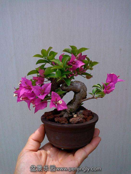 IMG1008123401.jpg
