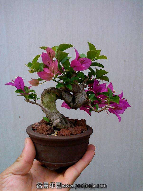 IMG1008123600.jpg