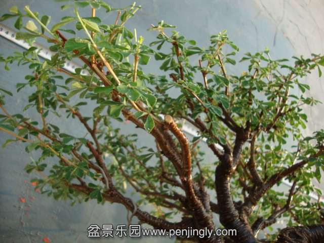 DSC00005.JPG
