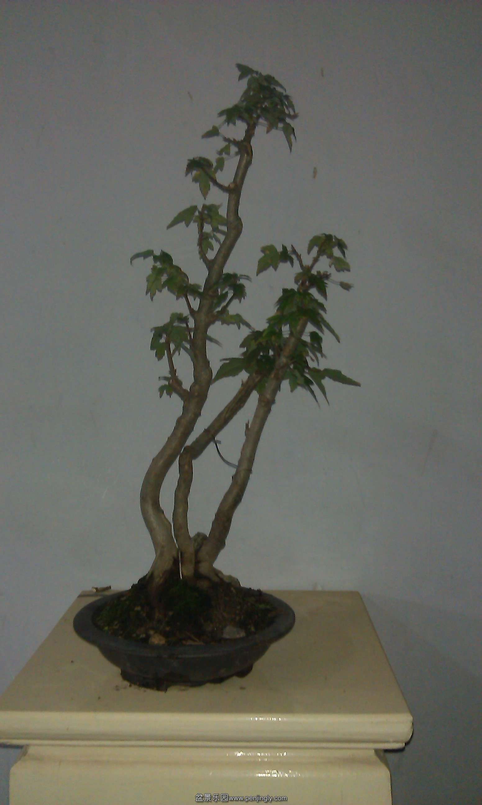 IMAG0015.jpg