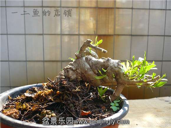P1130777.jpg