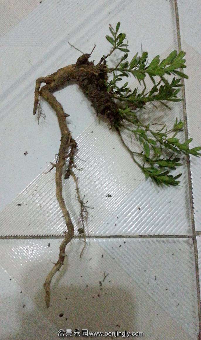 ͼ4
