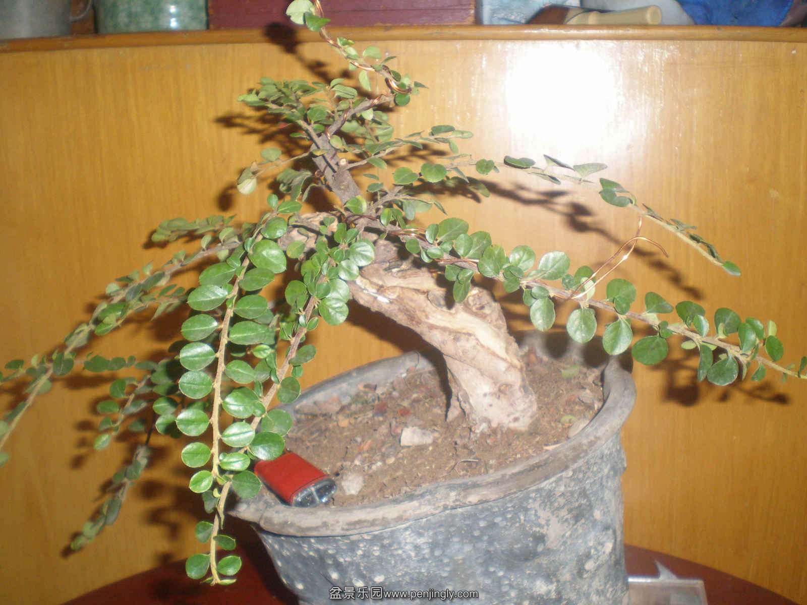 P1010132.JPG