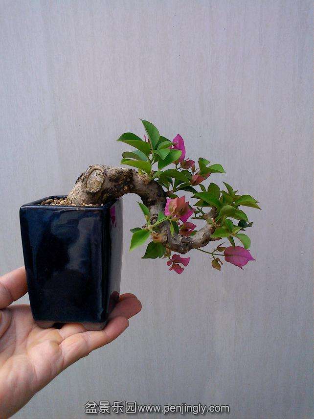 IMG1017131600.jpg