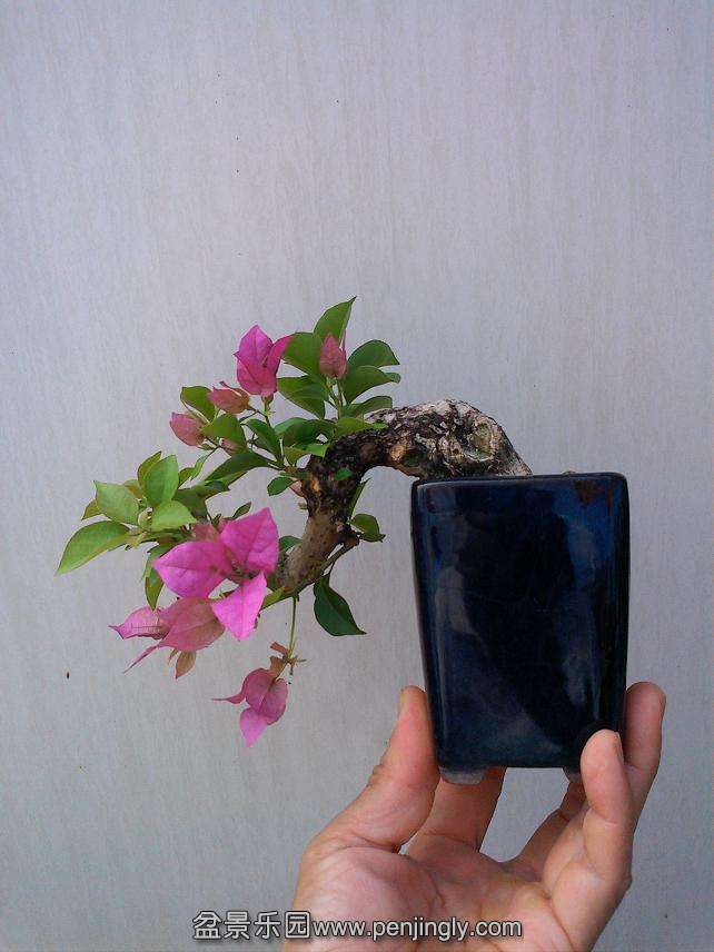 IMG1017131700.jpg