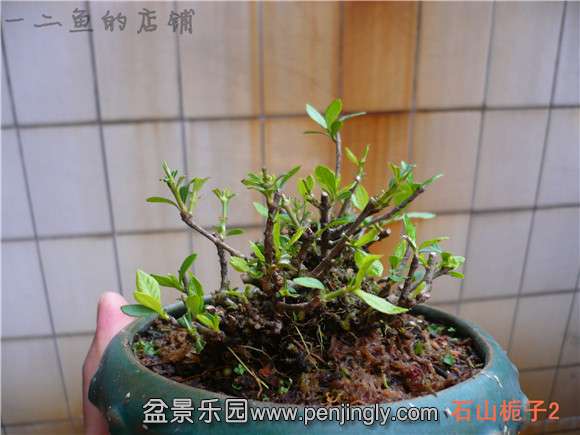 P1130841.JPG