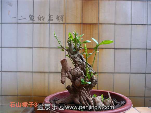 P1130850.JPG
