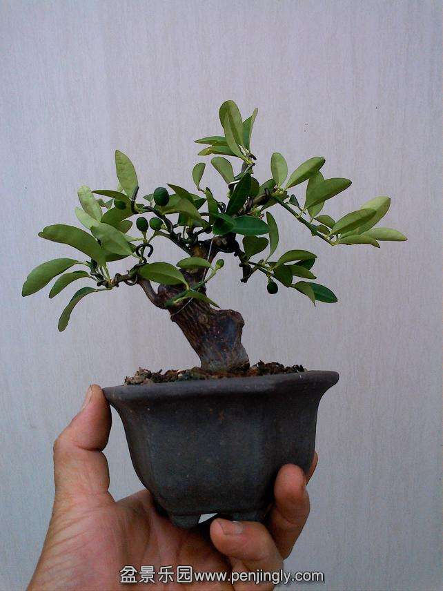 IMG1018150601.jpg