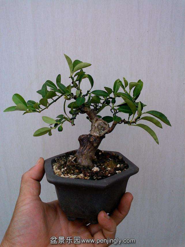 IMG1018150700.jpg