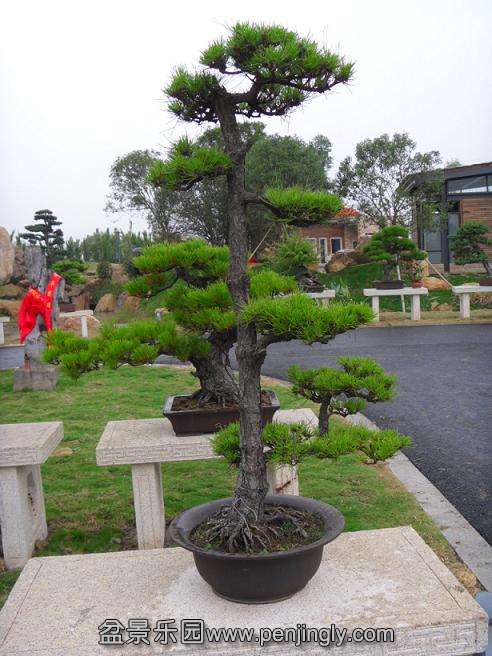 SDC12789.JPG