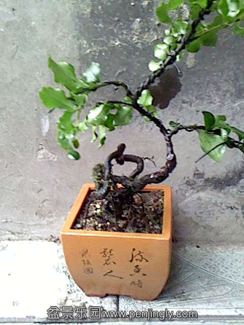 IMG0151A.jpg
