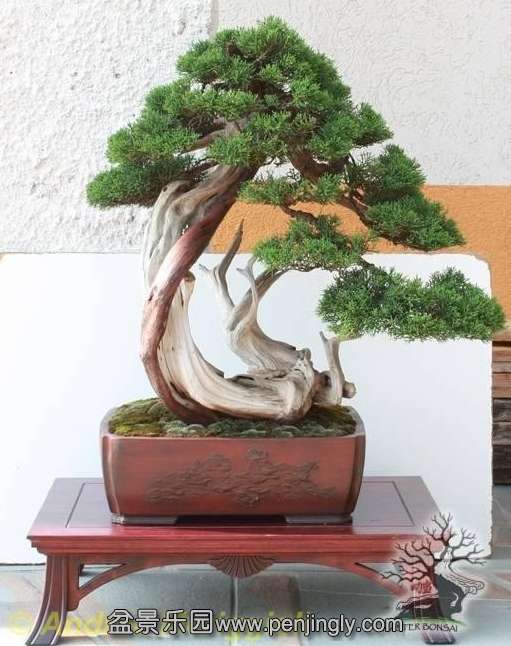 Juniperus chinensis Andrea Meriggioli.jpg
