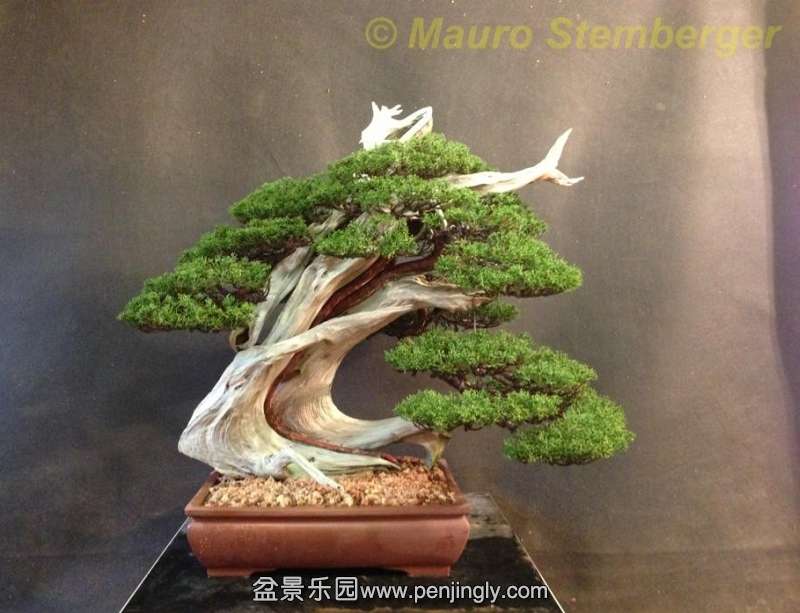 Juniperus itoigawa Mauro Stemberger.jpg