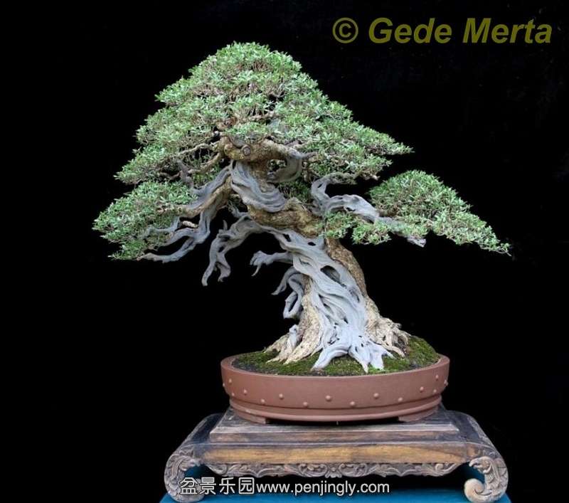 Pemphis Acidula Gede Merta.jpg