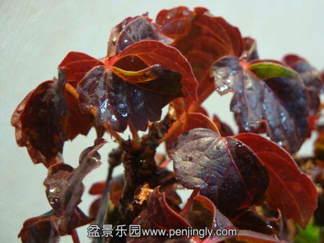 DSC05845.JPG